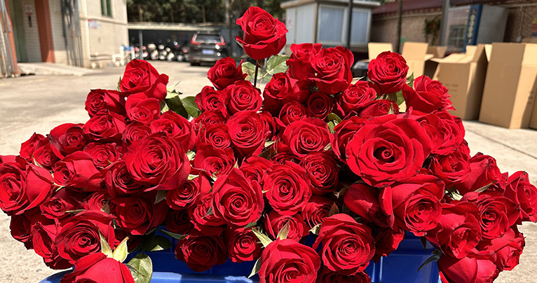 致最美的你！2024年三八婦女節(jié)如約而至，雅香麗懷揣著無比的敬意與期待，熱烈慶祝這個專屬于女性朋友們的盛大節(jié)日！